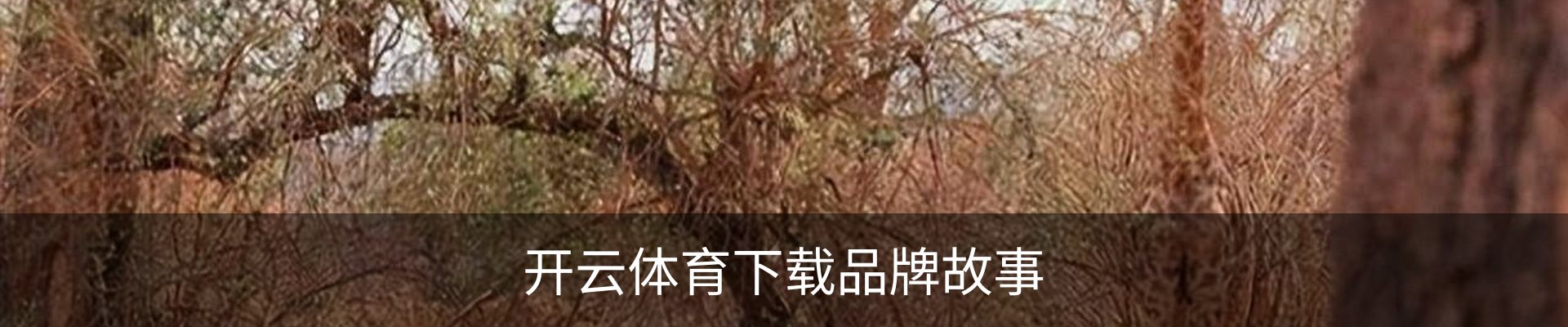 开云体育下载品牌故事